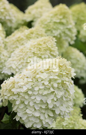 Ortensia pannicula 'Limelight' (PBR) in piena fioritura in un giardino inglese su un luminoso giorno di estate (agosto), Regno Unito Foto Stock