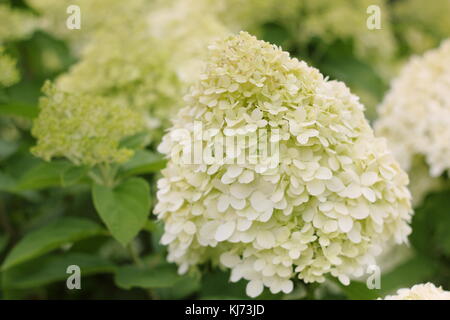 Ortensia pannicula 'Limelight' (PBR) in piena fioritura in un giardino inglese su un luminoso giorno di estate (agosto), Regno Unito Foto Stock