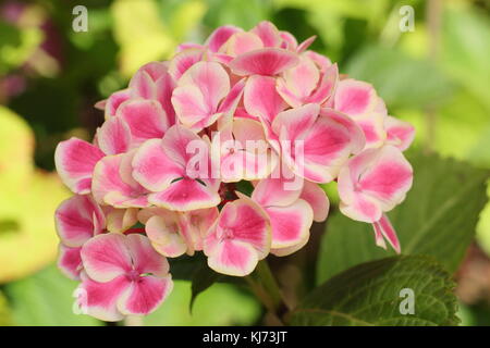 Hydrangea macrophylla 'Saint Claire' in piena fioritura in un giardino inglese su un luminoso giorno di estate (agosto), Regno Unito Foto Stock