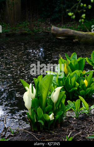 Lysichiton camtschatcensis,Asian Skunk cavolo ,Lysichiton americanus, bianco, giallo, Skunk cavolo, fiori, fioritura, bloom, fioritura, molla, pere Foto Stock