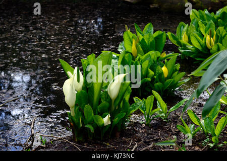 Lysichiton camtschatcensis,Asian Skunk cavolo ,Lysichiton americanus, bianco, giallo, Skunk cavolo, fiori, fioritura, bloom, fioritura, molla, pere Foto Stock