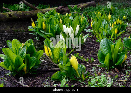 Lysichiton camtschatcensis,Asian Skunk cavolo ,Lysichiton americanus, bianco, giallo, Skunk cavolo, fiori, fioritura, bloom, fioritura, molla, pere Foto Stock