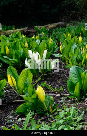 Lysichiton camtschatcensis,Asian Skunk cavolo ,Lysichiton americanus, bianco, giallo, Skunk cavolo, fiori, fioritura, bloom, fioritura, molla, pere Foto Stock