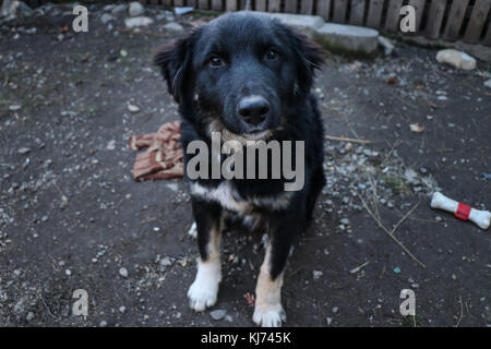 Un cane nero stand terra e cercare Foto Stock