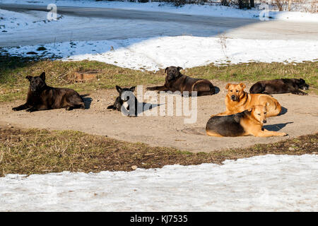 Senzatetto i cani in inverno tempo di riscaldamento sul sanitario ben. cani randagi crogiolarvi al sole su una fogna berlina in tempo freddo in inverno Foto Stock