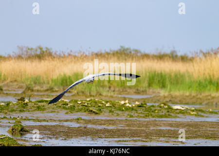 Airone cenerino all'interno di fiume Po laguna, paesaggio italiano. Natura Foto Stock