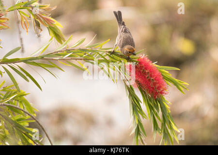 House finch appollaiato sulla bottiglia di fioritura e spazzola ramo di albero. marina del rey, california, Stati Uniti d'America Foto Stock