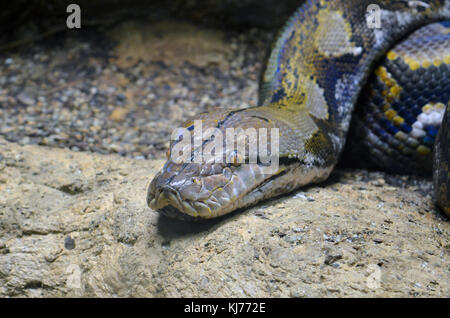 Snake in zoo Foto Stock