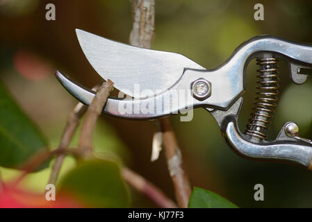 Dettaglio di una coppia di potatura secateurs un rododendro Foto Stock