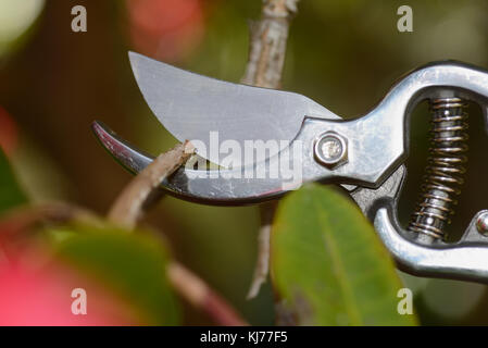 Dettaglio di una coppia di secateurs al lavoro Foto Stock