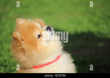 Un po' di dwarf spitz cane è giacente in erba e ascolta la sua master distanti Foto Stock