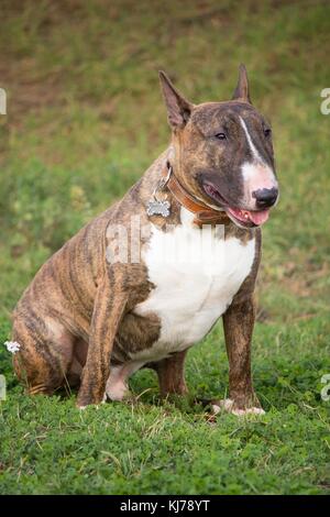 Un marrone bull terrier cane che è sdraiato in mezzo all'erba al sole Foto Stock