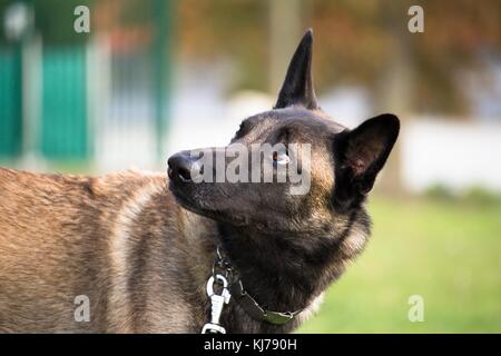 Il belga malinois cane pastore ascolta bene al suo padrone la ordini Foto Stock