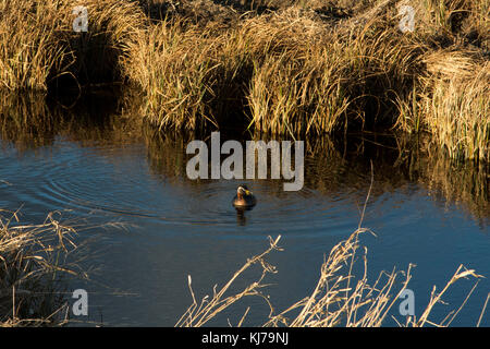 Red-Necked Crebe pesca in Rietzer vedere (Lago Rietz), una riserva naturale vicino alla città di Brandeburgo nella Germania nord-orientale Foto Stock