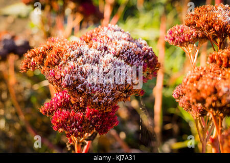 Colorate seedheads sedum con una traccia di brina coperchio in inizio inverno Foto Stock