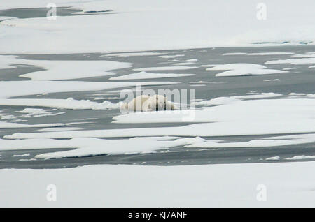 Un orso polare si appoggia sul mare artico ice 23 agosto 2009 nell'Oceano Artico al largo dell'Alaska. Foto Stock