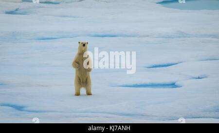 Un orso polare si alza su ghiaccio per ottenere una vista migliore 23 agosto 2009 nell'Oceano Artico al largo dell'Alaska. Foto Stock