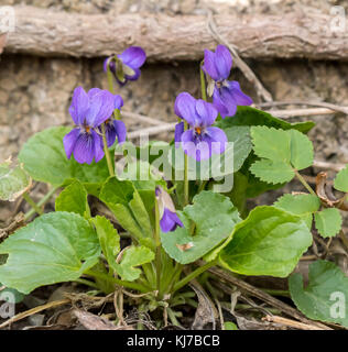 Primo piano di mammola (viola odorata) in un bosco di latifoglie in primavera, Austria Foto Stock