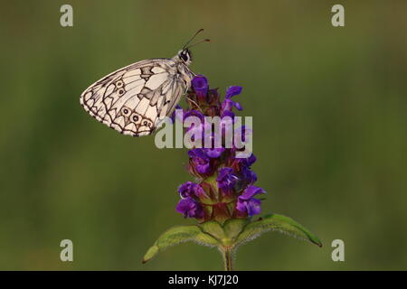 Maschio Marmorizzato farfalla bianca arroccato su Self-Heal Foto Stock