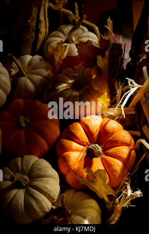 Zucche fresche Foto Stock