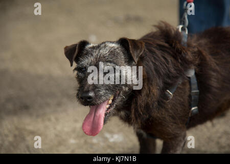 Un patterdale terrior giocando sulla spiaggia Foto Stock