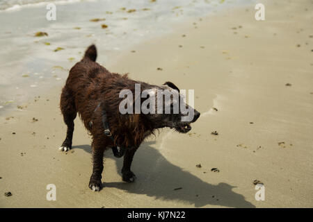 Un patterdale terrior giocando sulla spiaggia Foto Stock