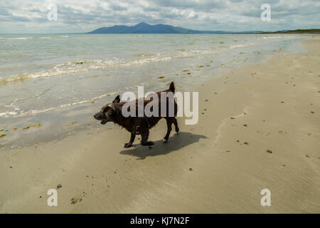Patterdale terrior giocando sulla spiaggia Mourne Mountains in background Foto Stock