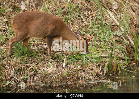 Una bella femmina muntjac Deer (Muntiacus reevesi) che si nutre al bordo delle acque di un'isola nel mezzo di un lago. Foto Stock