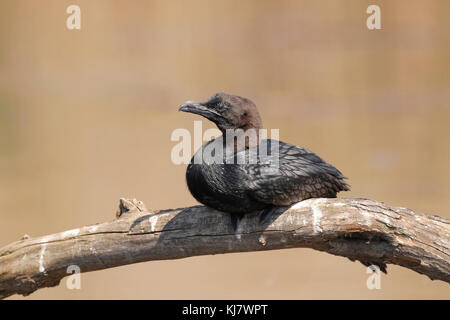 Cormorano pigmeo Microcarbo pygmeus adulto appollaiato sul ramo in prossimità di acqua, Ungheria Foto Stock