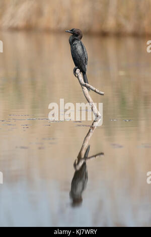 Cormorano pigmeo Microcarbo pygmeus adulto appollaiato sul ramo in prossimità di acqua, Ungheria Foto Stock