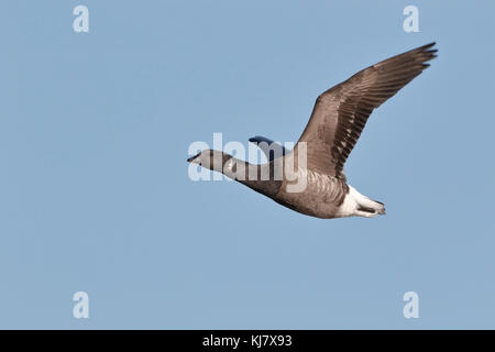 Brent goose Branta bernicla singolo uccello in volo su Norfolk, Regno Unito Foto Stock