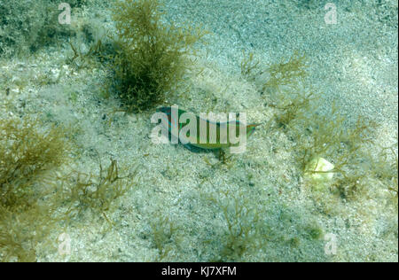 Ornate wrasse (Thalassoma pavo), Stegna, Rodi, Grecia. Foto Stock