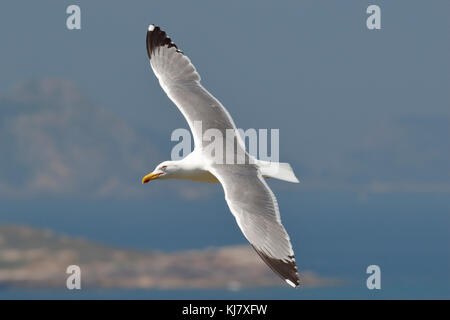 Western giallo-gambe gull Larus michahellis adulto in piedi sul pesce persico, Galizia, Spagna Foto Stock