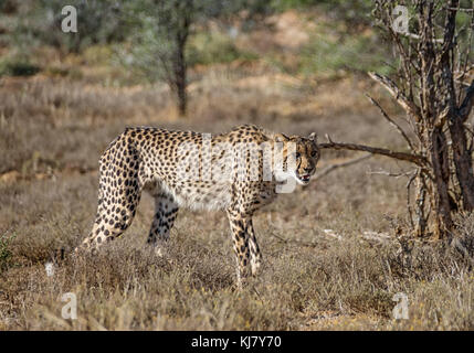 Un bambino cheetah stalking preda nel sud della savana africana Foto Stock