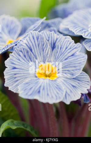 PRIMULA ACAULIS ZEBRA BLUE Foto Stock