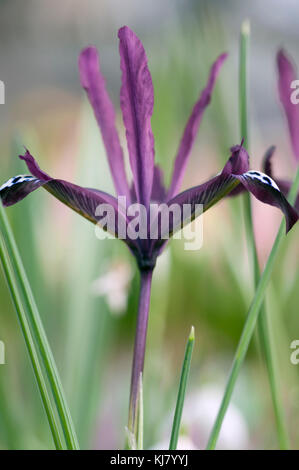 IRIS RETICULATA GEORGE Foto Stock