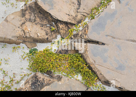 Mare Sandwort honckenya peploides che crescono sulla spiaggia a Westray, Orkney, Scozia, Regno Unito Foto Stock