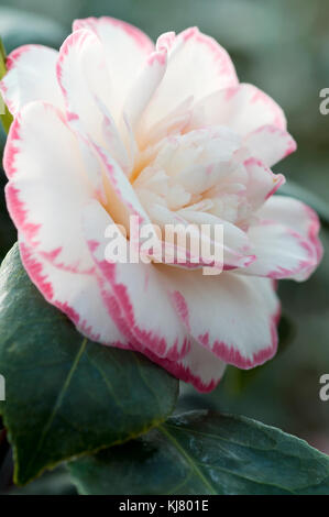 CAMELLIA JAPONICA MARGARET DAVIS Foto Stock