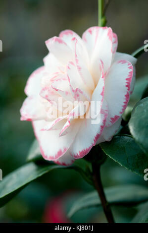 CAMELLIA JAPONICA MARGARET DAVIS Foto Stock