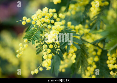 ACACIA DEALBATA GAULOIS ASTIER Foto Stock