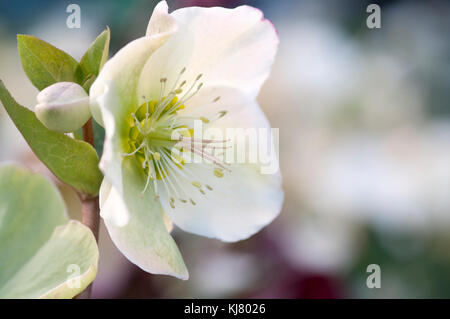 HELLEBORUS X ERICSMITHII MOLLYS WHITE Foto Stock