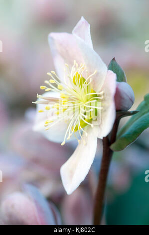 HELLEBORUS X ERICSMITHII PIROETTARE Foto Stock