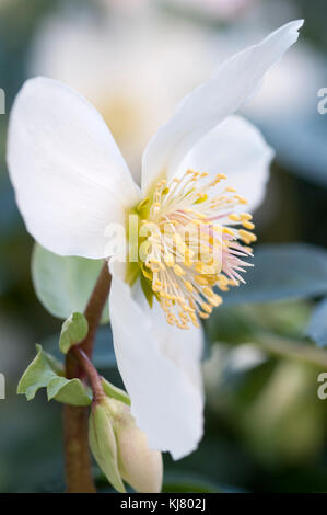 HELLEBORUS NIGER Foto Stock