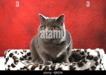 British Shorthair, blu Foto Stock