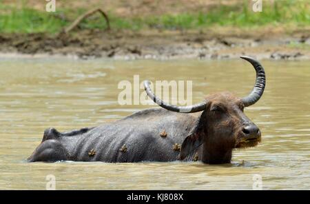 Bufalo d'acqua e rane. Il ristoro di bufalo d'acqua. maschio di bufalo indiano di acqua di balneazione in stagno in Sri lanka. sri lanka wild water buffalo (bubal Foto Stock