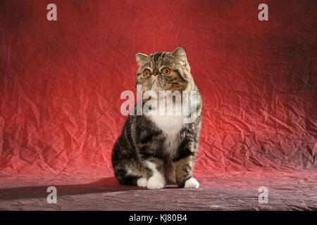 Exotic Shorthair, nero tabby bianco, seduta Foto Stock