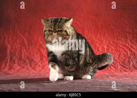 Exotic Shorthair, nero tabby bianco, passeggiate Foto Stock