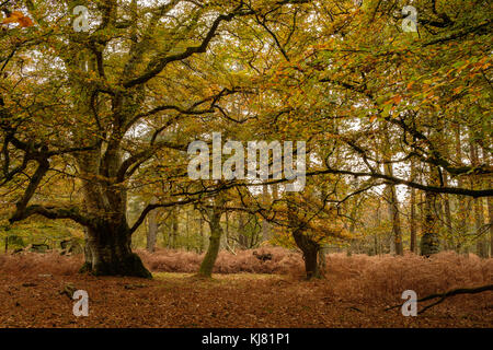 Faggi in autunno Contrassegna colore frassino Foto Stock