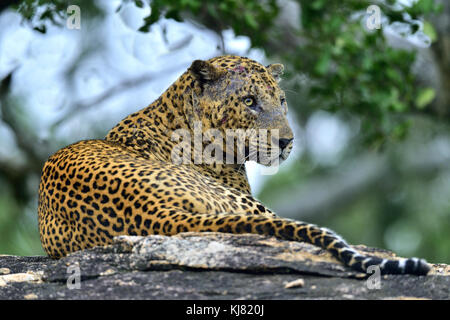 Il vecchio leopard maschio con cicatrici sulla faccia giace sulla roccia. il leopardo dello Sri Lanka (panthera pardus kotiya) maschio. Foto Stock