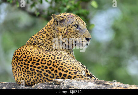 Il vecchio leopard maschio con cicatrici sulla faccia giace sulla roccia. il leopardo dello Sri Lanka (panthera pardus kotiya) maschio. Foto Stock